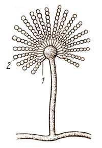 Aspergillus niger (конидиеносец)