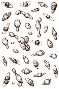 Дрожжи Hanseniaspora apiculata (Х2000)